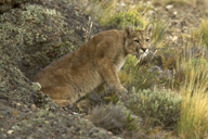wild puma